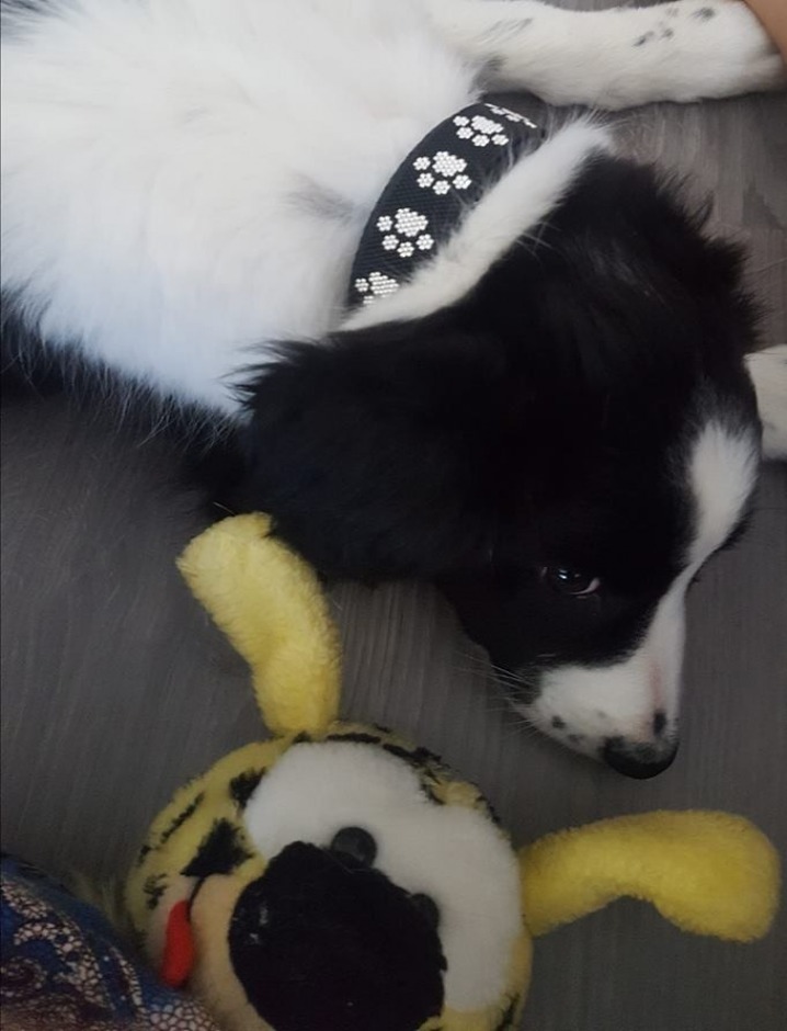 gallery/33708953_2056170138005214_3665945902159233024_n