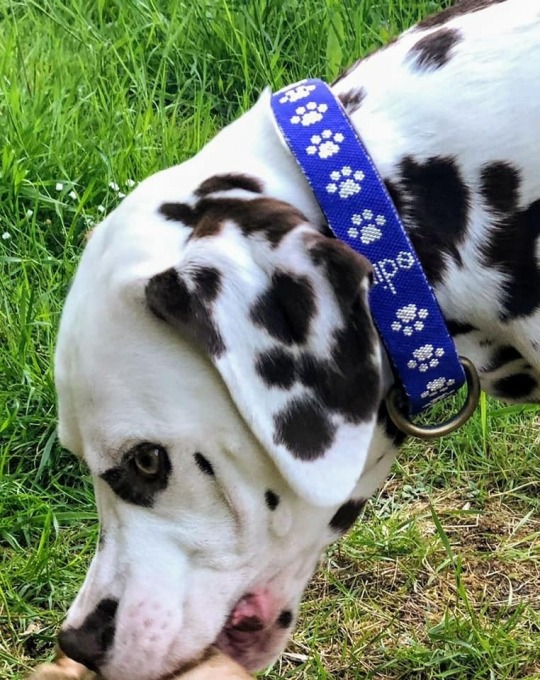 gallery/60277212_10219245454511261_290340648203059200_n